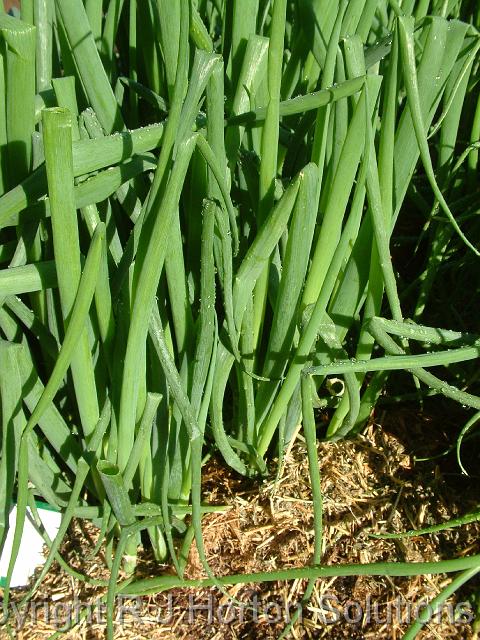 Spring onions_2